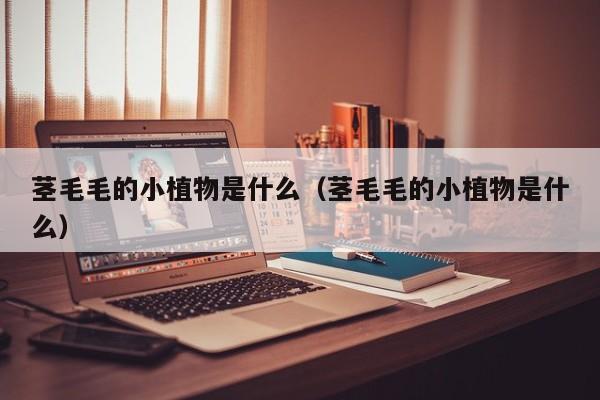 茎毛毛的小植物是什么（茎毛毛的小植物是什么）