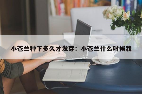 小苍兰种下多久才发芽:小苍兰什么时候栽