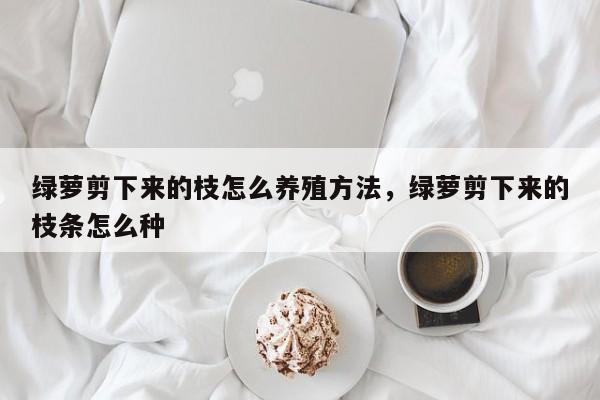 绿萝剪下来的枝怎么养殖方法,绿萝剪下来的枝条怎么种