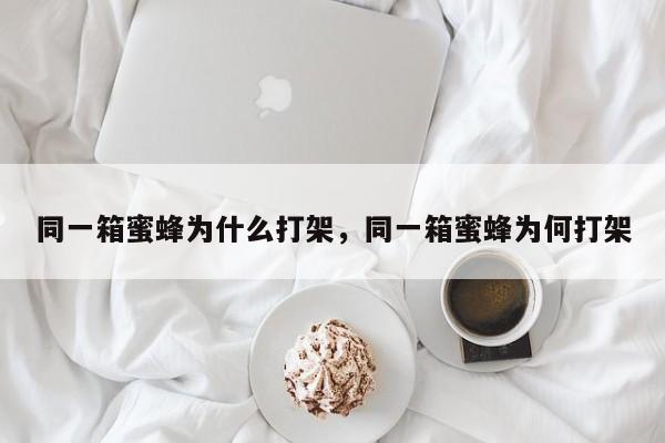 同一箱蜜蜂为什么打架，同一箱蜜蜂为何打架